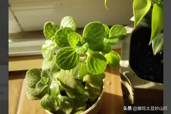秋季碰碰香怎么养:碰碰香的养殖方法是什么？