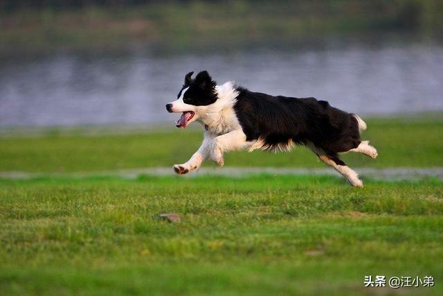 边牧犬缺点:边牧个子矮是缺陷吗，边牧个子矮怎么办？