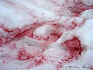 南极雪地灵异事件:南极出现“西瓜雪”。全球气候变暖有多可怕？