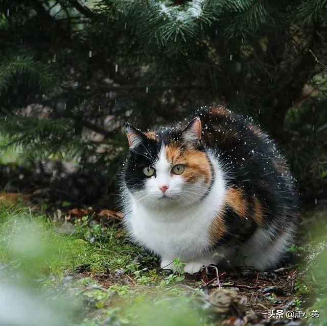 猫六:你身边养了六年以上的猫猫都怎么样了？