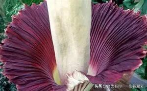 眼镜蛇瓶子草属:世界上最恐怖的植物是什么？