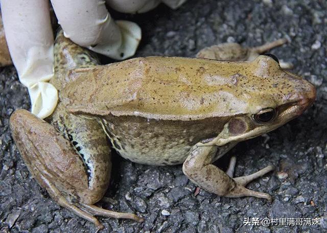 在农村田边的这种蛙有很多但不知道是什么蛙类