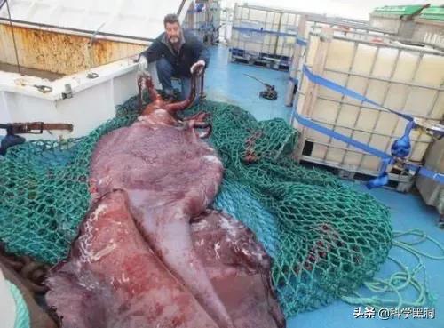 大王酸浆鱿:为什么人类不吃大王酸浆鱿鱼？能吃吗？