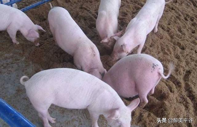 养1000头猪,一年收入是多少？
