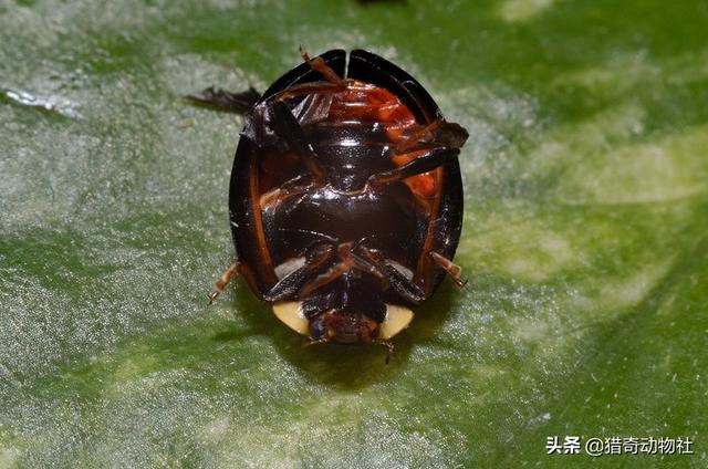 布丁鼠装死的图片:负鼠是一种什么样的动物？