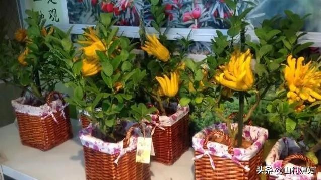 苗会良:中药材(佛手),如何种植才高产?未来几年市场会怎样?