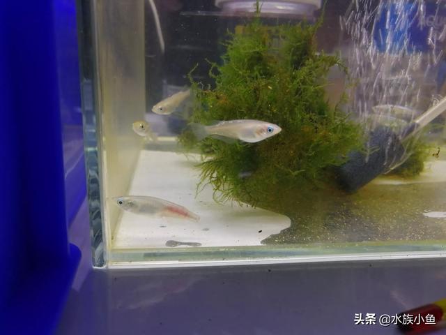 孔雀鱼烂尾和被咬区别:孔雀鱼母鱼要下小鱼烂身是怎么回事？