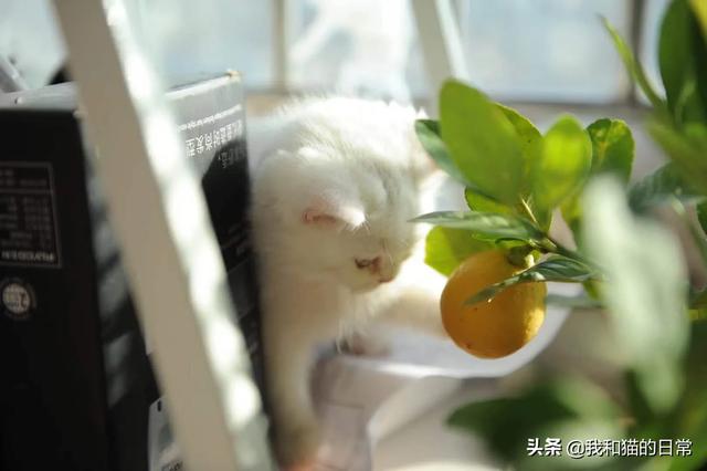 蓝猫咕噜噜:猫怎么那么喜欢让人抱着，且抚摸时它还发出呼噜咕咕的声音？