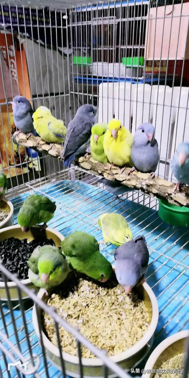 抑郁症鹦鹉:玄凤鹦鹉养一对好还是养单只好？