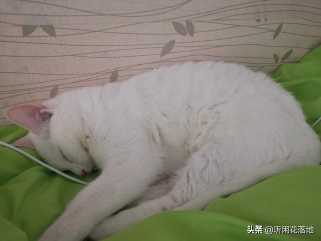 新手养猫注意事项两个月:新手养猫应该准备和注意什么？另外猫咪除了猫粮还可以吃什么？