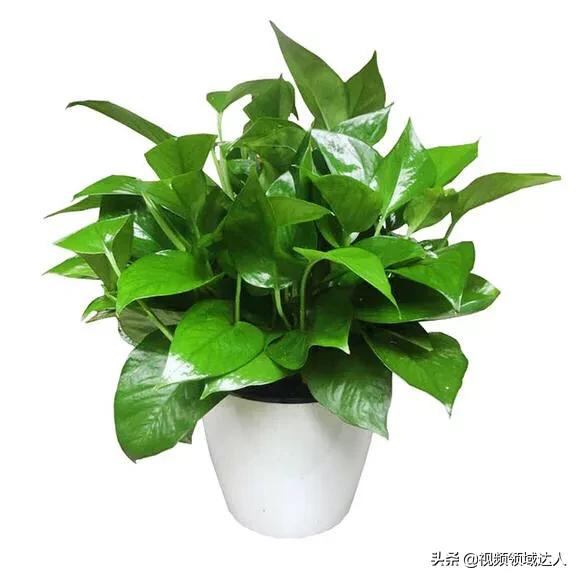 头条问答 - 怎么才能养出又长又绿的绿箩来?(14个回答)