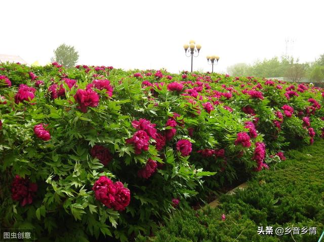 甲氨基阿维菌素:甲维盐对玫瑰幼花蕾有什么危害？