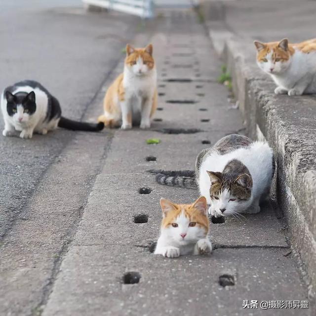 西宁哪有领养猫的:领养流浪猫有哪些流程和注意事项？