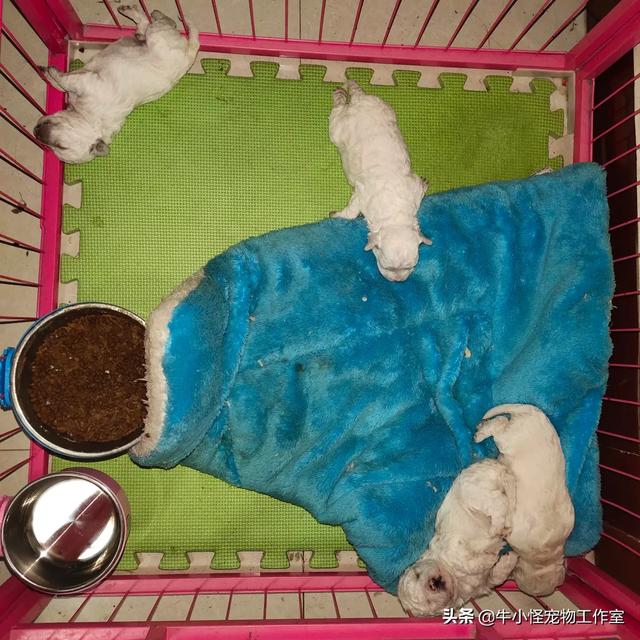 比熊吧:主人和比熊感情再深厚，也不要做哪些事？