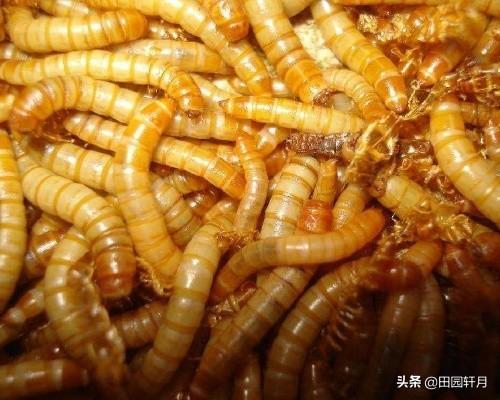 十堰有养黄粉虫的吗:农村有几间空闲房子，想养殖黄粉虫，但无销路怎么办？