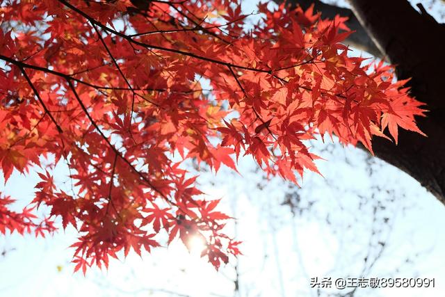 大枫香树:枫树的叶子一年四季都是红的吗？