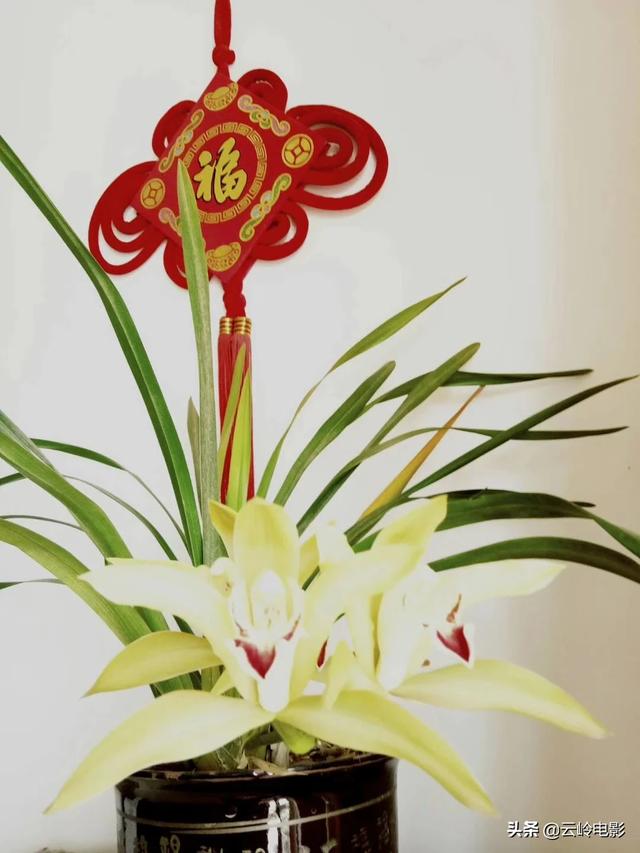 中国百年电影史,你最难忘的十部经典影片分别是什么？为什么？