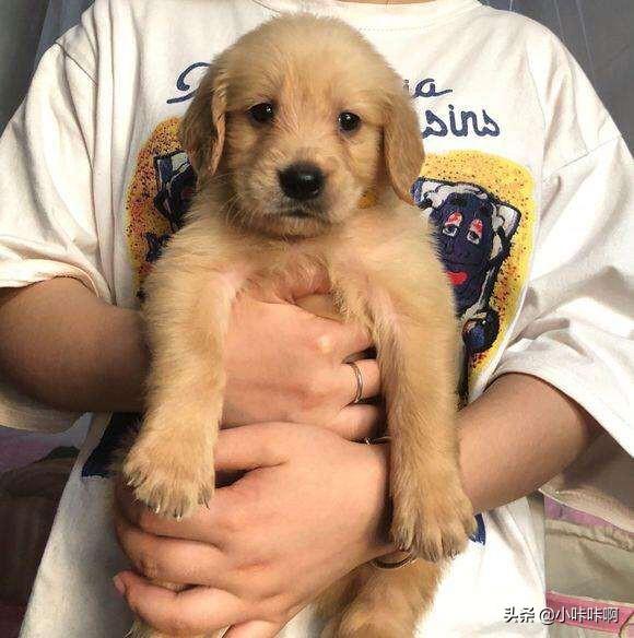 金毛犬怎么看纯不纯:我想买只金毛幼崽。但是不知道怎样选。求高手解答？