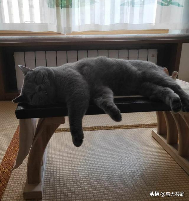猫捉老鼠酷跑:两只猫天天在家跑酷，每天搞得乱七八糟怎么办？