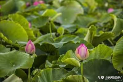 头条问答 麒麟花怎么栽培 3个回答