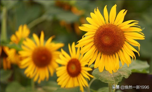 在向日葵花海拍照穿什么衣服？