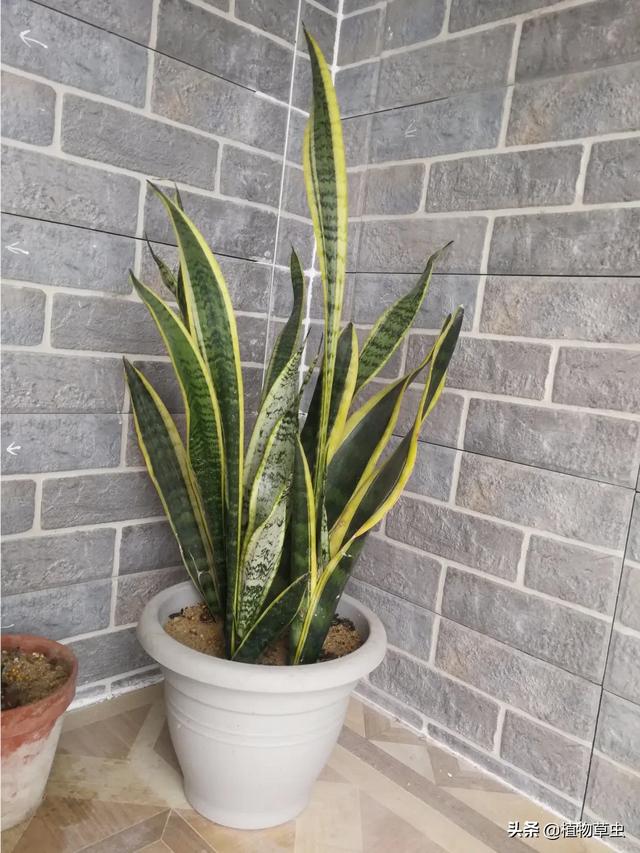 头条问答 - 虎皮兰花好吗?有啥作用?(8个回答)