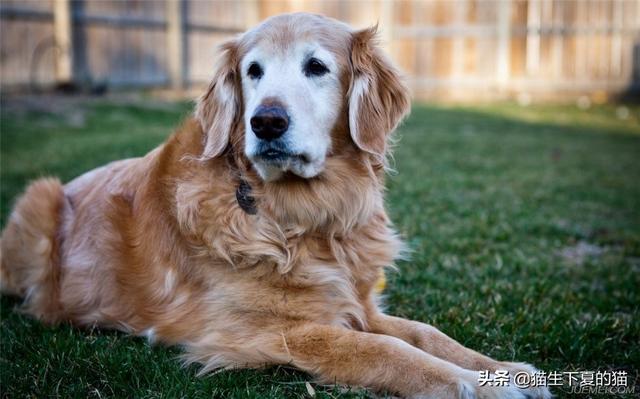 犬虫一扫光一吃就吐:狗狗吐是什么原因，狗得细小是什么症状？