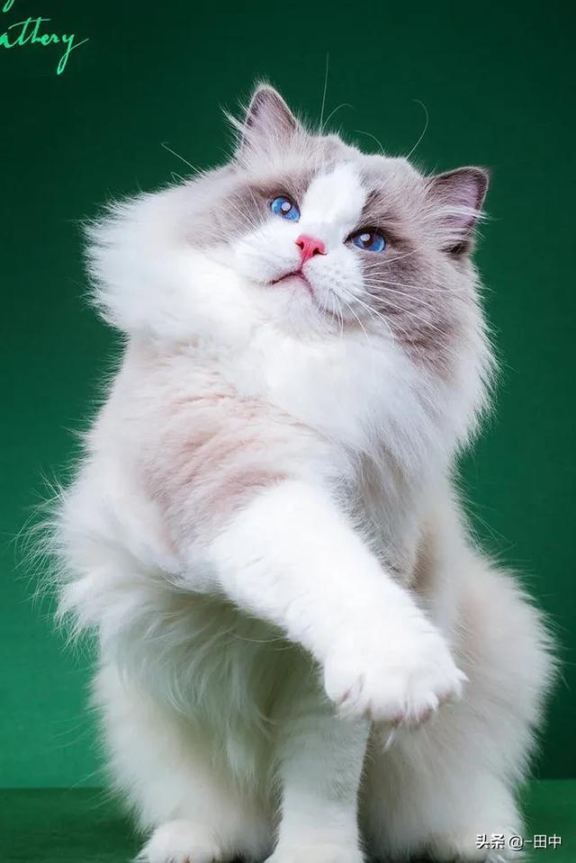 猫舍和宠物店区别:家庭猫舍和宠物店的区别 家庭繁育猫舍行情怎么样？