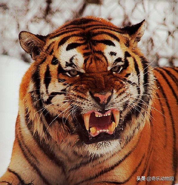 美洲长尾虎猫那里可以买到:同为猫科动物，猫和老虎到底有什么区别？