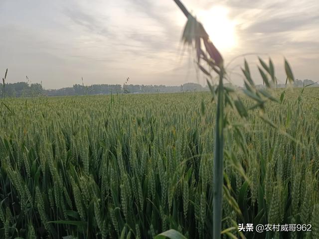 优先能打住多花黑麦草吗:麦田中的恶性雀麦草和多花黑麦草怎样治？