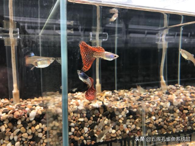 孔雀鱼怎么养出大尾巴:有谁知道如何养殖孔雀尾？ 孔雀鱼生了怎么养