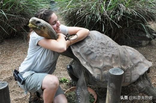 加拉帕戈斯象龟有吧买吗:乌龟的壳能否挡住现代枪械子弹的射击？