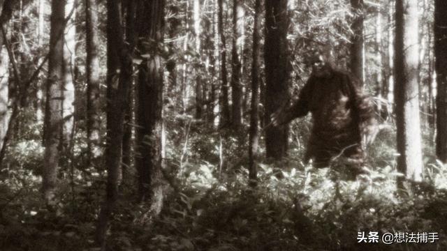茂密森林灵异事件后续:神秘动物在哪里？大脚怪真的存在吗？