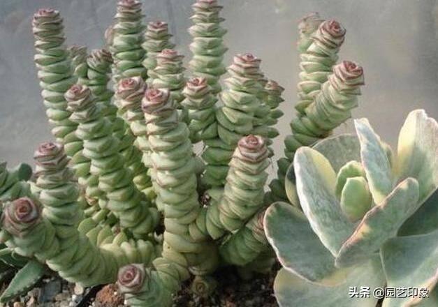钱串子花图片:钱串子应该怎样养殖的呢有什么注意的地方吗