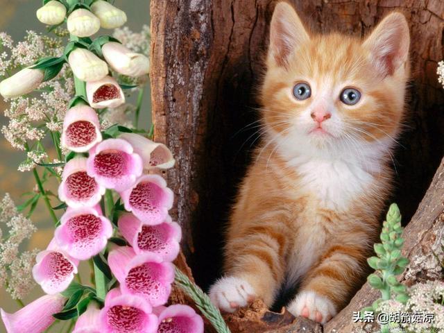 猫用了博来恩一直挠:求助帖，急急急，猫咪长癣了，怎么治疗？