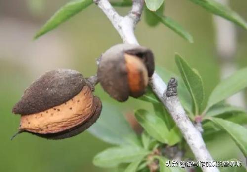 什么坚果补肾，巴旦木是什么树上的果实，有什么功效呢？
