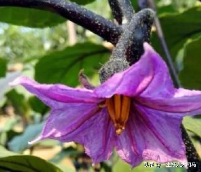 茄子落花落果的防治措施有哪些 科技三农科普的回答 头条问答