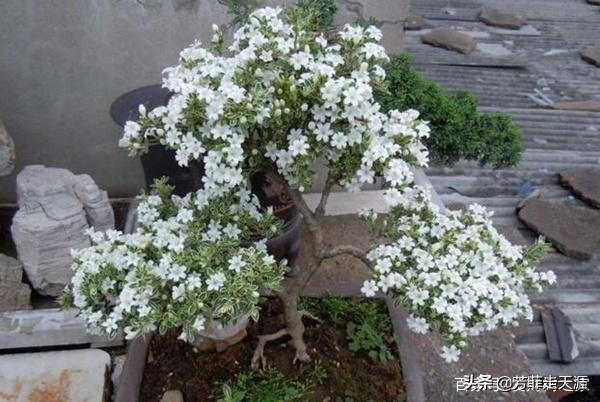 野生六月雪图片根大:有一种叫“六月雪”的植物大家知道吗？分布在哪里？有什么用途？