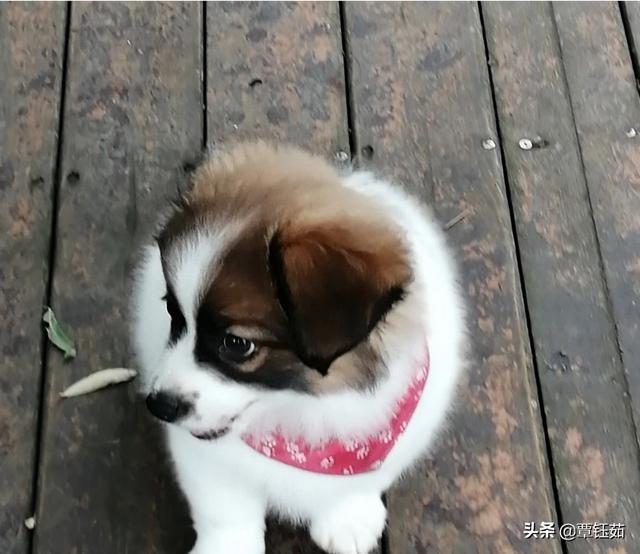 为什么有人说最好不要养3个月以内的小奶狗？插图