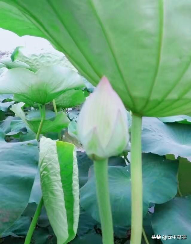 南京的荷花什么时候开花:南京的荷花什么时候开，去哪里能看到？