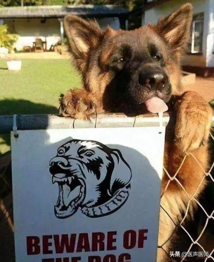 超级狗狗图片:写着“内有恶犬”、实际却是萌犬的图片有哪些？你最喜欢哪些呢？ 播放超级狗狗图片