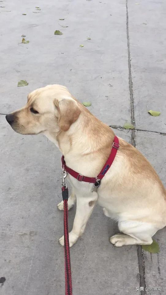 狗扑网:拉布拉多犬总是冲路上的小孩狂叫、往上扑怎么办？
