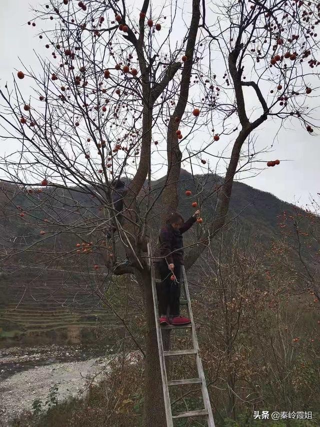 有没有专门销售农产品的网络平台啊做的如何呀