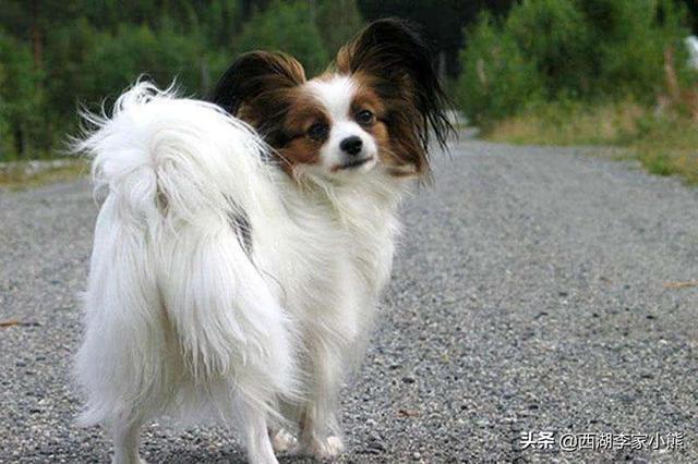 神秘园的 蝴蝶犬:蝴蝶犬VS博美犬之间，谁更胜一筹？