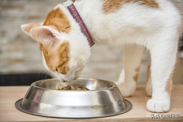冀师傅天然猫粮怎么样:淘宝上那些很便宜的猫粮靠不靠谱？ 冀师傅猫粮品质怎么样