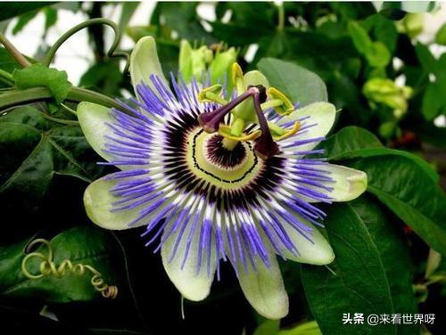 黑寡妇蜘蛛图片:日轮花“杀人”情景是怎样的？