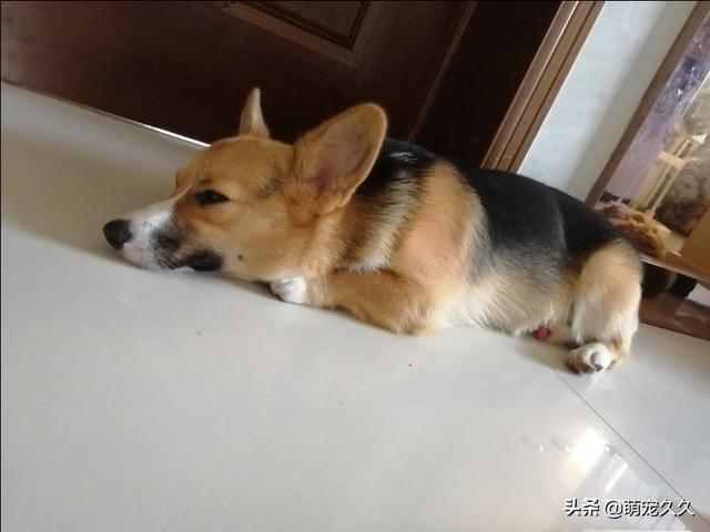 铲屎官耽美末世:猫咪为什么会埋自己的粪便？