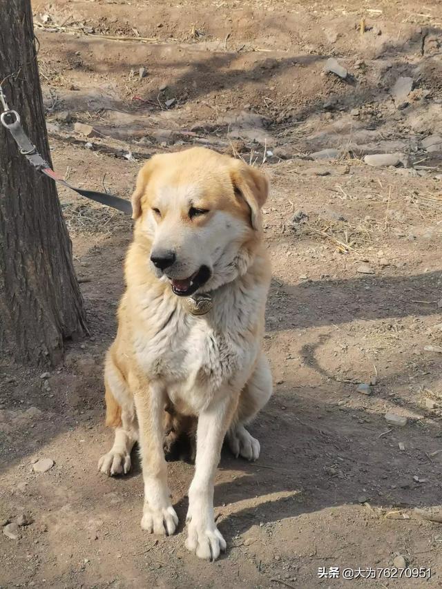 中国有一种狗叫太行犬,这是真的吗?这种狗怎么样?-惠修网