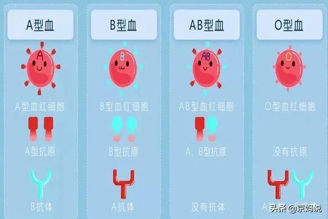血型有几种:血型有几种的占比例 夫妻血型不一样生宝宝会有影响吗？