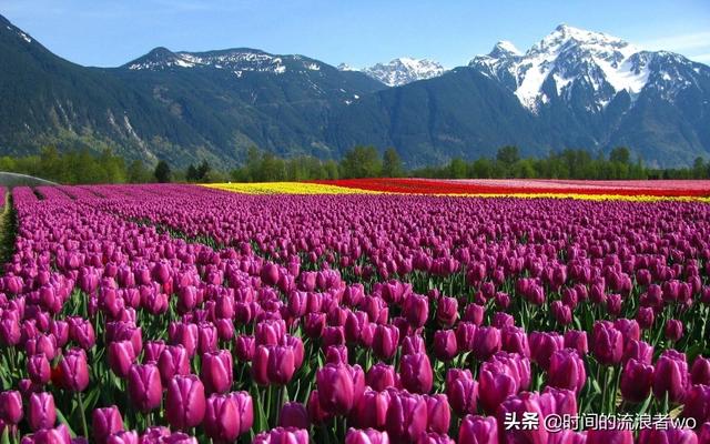 头条问答 什么是长日照植物和短日照植物 怎样区分 4个回答